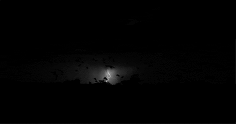 GIF 3